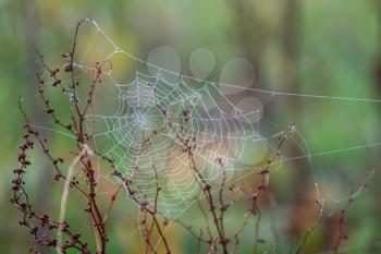 Spiders web glistening with water droplets from the autumn dew