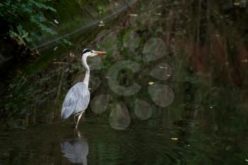 Grey Heron (Ardea cinerea) walking in a canal in Crawley