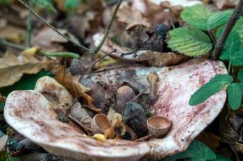 Shelf fungus, also called bracket fungus (basidiomycete) growing on a fallen tree