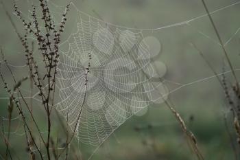 Spiders web glistening with water droplets from the autumn dew