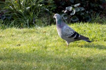 Pigeon enjoying the sunshine on an autumn day