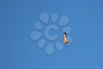 Common Buzzard (Buteo buteo) flying near Horsham in West Sussex