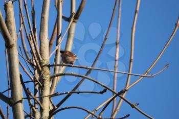 Tiny Wren (Troglodytes troglodytes) perched in a tree in wintertime