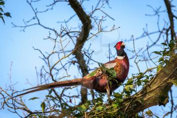 Common Pheasant (phasianus colchicus) resting in an Oak tree in wintertime