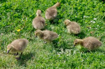 Canada Goose (branta canadensis) Goslings on the banks of the river Thames