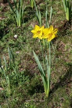Couple of Daffodils