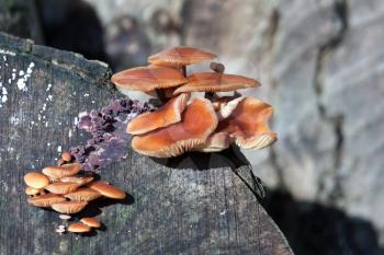 Velvet Shank fungi Flammulina velutipes