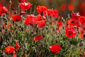 Field of Poppies in Sussex