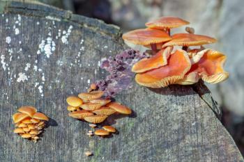 Velvet Shank Fungi (Flammulina velutipes) growing on an old tree stump
