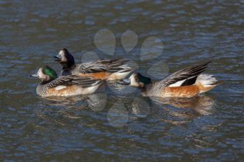 Chiloe Wigeon (anas sibilatrix)