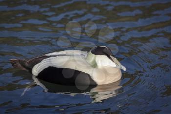 European Eider Duck somateria mollissima mollissima