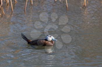 White-headed Duck (Oxyura leucocephala)