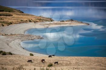 Cattle grazing on the banks of Lake Hawea