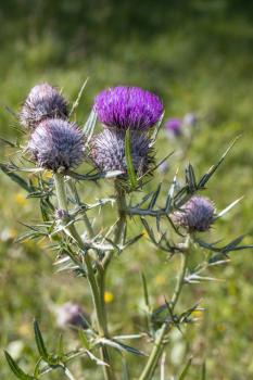 Woolly thistle (Cirsium eriophorum) growing wild in the Dolomites