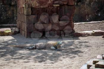 Komodo Dragon (Varanus komodoensis) at the Bioparc in Fuengirola