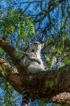 VALENCIA, SPAIN - FEBRUARY 26 : Ring Tailed Lemur at the Bioparc in Valencia Spain on February 26, 2019