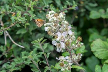 Small Heath Butterfly (Coenonympha pamphilus) resting on a Blackberry bush