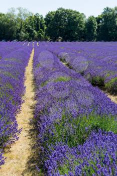 Field of Lavender