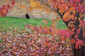 Black cat amongst autumn colours in East Grinstead