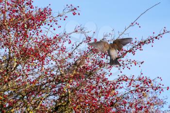 Fieldfare (Turdus pilaris) on a tree full of red berries at Southease in East Sussex