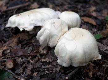 Mushrooms Growing in Sussex