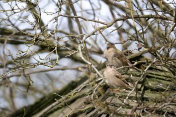 Sparrows (Passeridae)