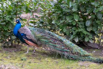 Peacock (pavo cristatus)