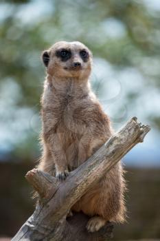 Meerkat or Suricate (Suricata suricatta) acting as a sentry for the group