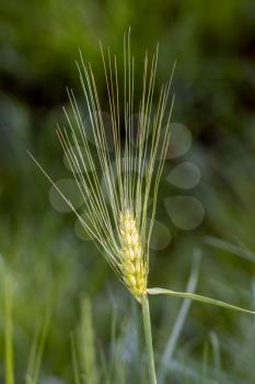 Ear of immature wheat growing in a field near East Grinstead
