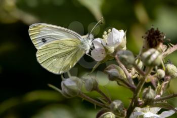 Large White (Pieris brassicae) Butterfly feeding on a Blackberry flower