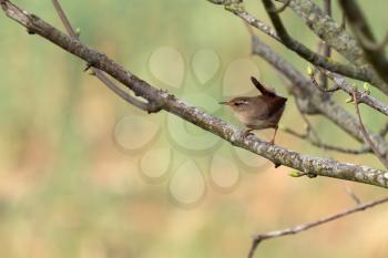 Tiny Wren (Troglodytes troglodytes) perched in a tree in springtime