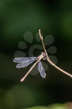 Willow Emerald Damselfly (Chalcolestes viridis) hanging from a branch