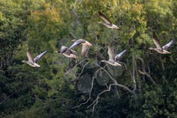 Greylag Geese (Anser anser) flying over a recently harvested wheat field