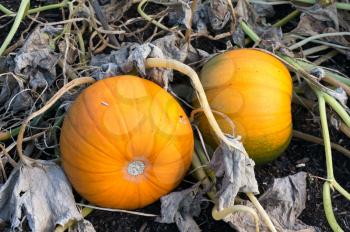 Pumpkins ripening on the ground in the sunshine