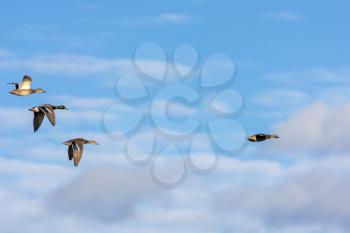 Mallards (Anas platyrhynchos) in flight