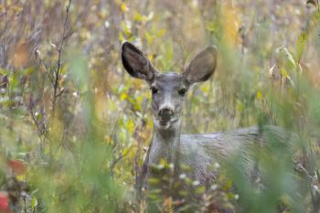 Mule Deer (Odocoileus hemionus)