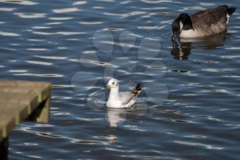 Black-headed Gull swimming in Ifield Mill pond