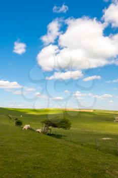Sheep and Horses at Home in the Rolling Sussex Countryside