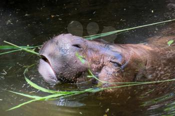 FUENGIROLA, ANDALUCIA/SPAIN - JULY 4 : Pygmy Hippopotamus (Choeropsis liberiensis or Hexaprotodon liberiensis) at the Bioparc in Fuengirola Costa del Sol Spain on July 4, 2017