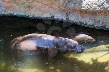 FUENGIROLA, ANDALUCIA/SPAIN - JULY 4 : Pygmy Hippopotamus (Choeropsis liberiensis or Hexaprotodon liberiensis) at the Bioparc in Fuengirola Costa del Sol Spain on July 4, 2017