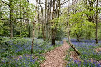 Bluebells in Staffhurst Woods near Oxted Surrey