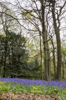 Bluebells in Staffhurst Woods near Oxted Surrey