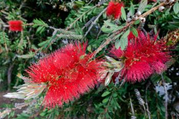 Bottlebrush Tree (Callistemon) flowering in Sardinia