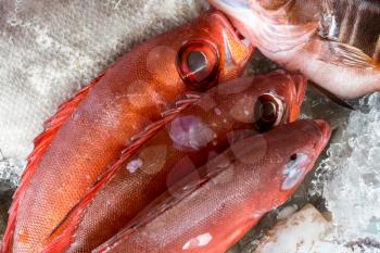 Red Snapper fish on ice in Callao Salveje Tenerife