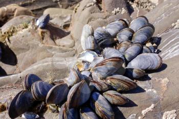 A cluster of Mussels