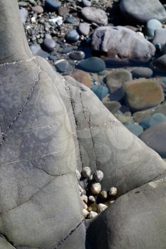A cluster of Limpets on the rocks at Bude