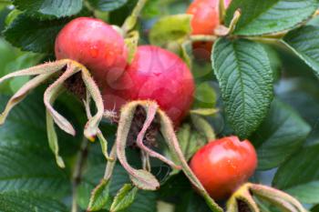 Cultivated Rose Hips