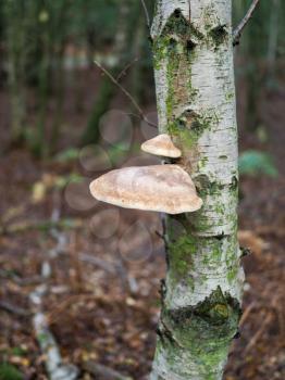 Fungus Growing on a Silver Birch Tree in Ashdown Forest