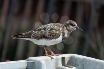 Ruddy Turnstone (Arenaria interpres)
