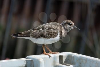 Ruddy Turnstone (Arenaria interpres)